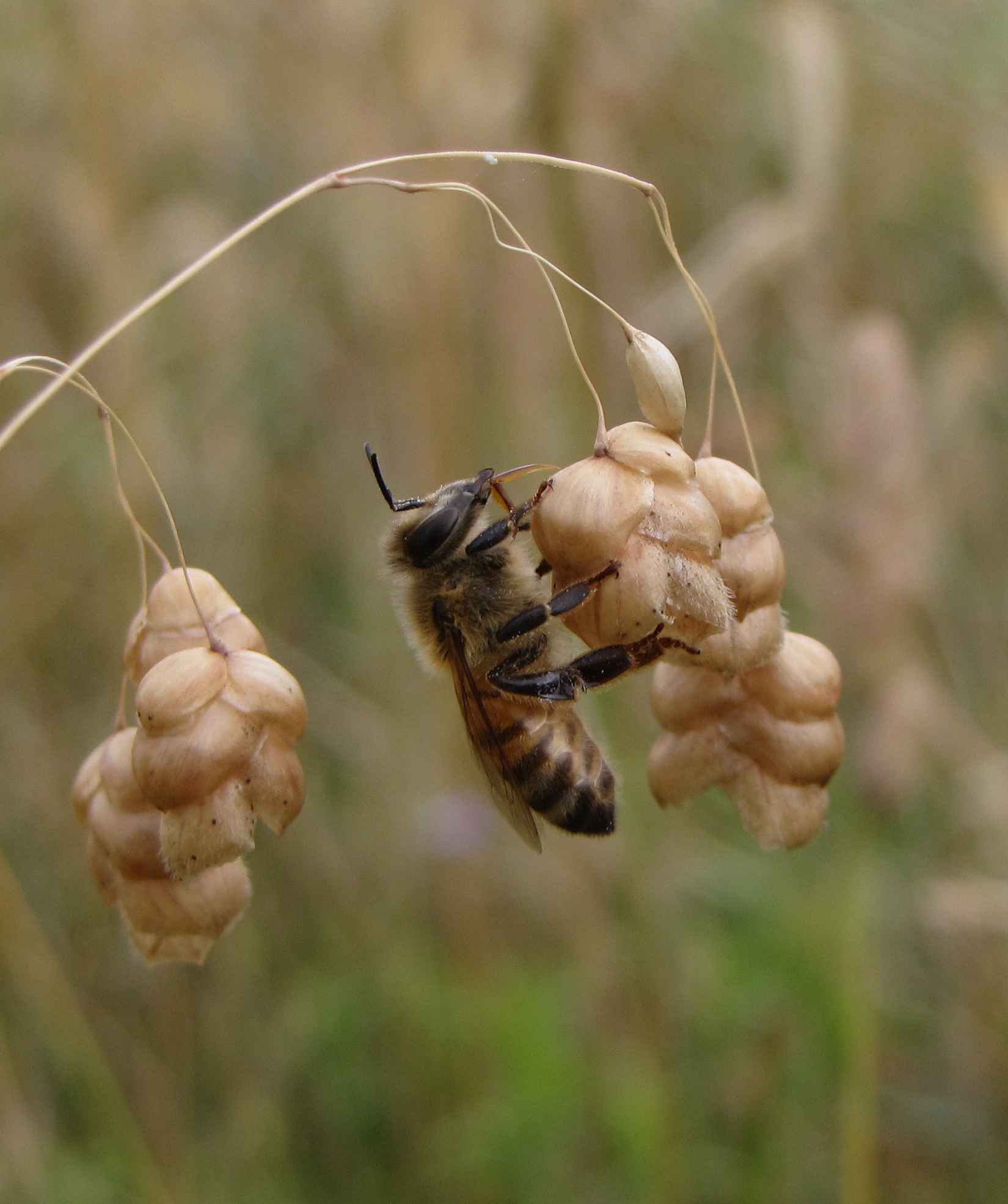 apis mellifera ssp. ligustica o ape italiana